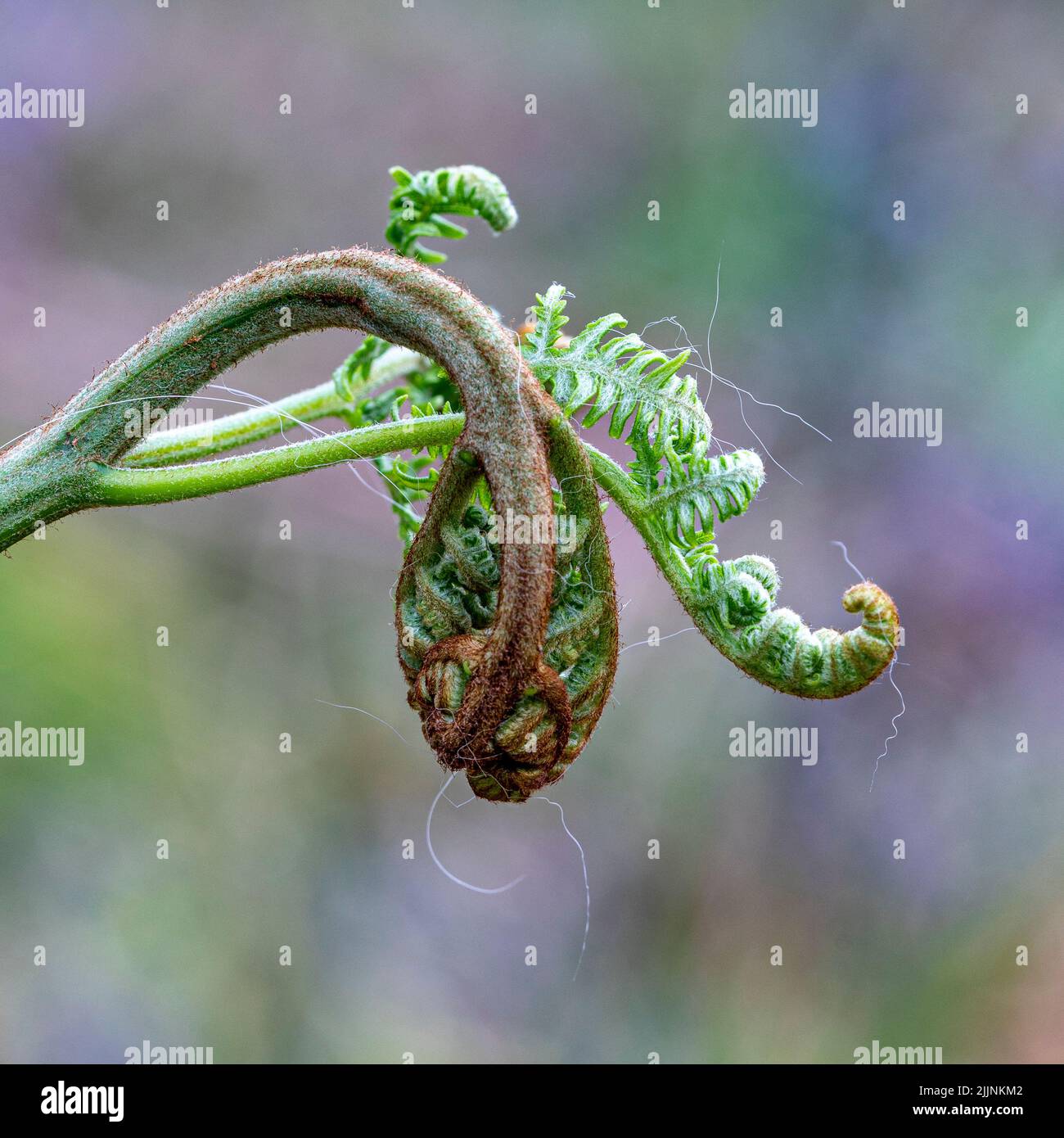 Nahaufnahme eines grünen, verträumten Farns auf dem Foxhill Common in Tackley, Oxfordshire Stockfoto