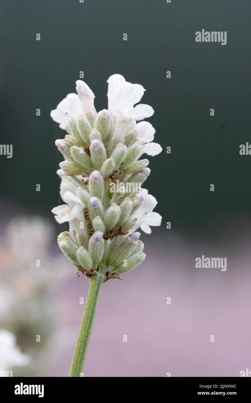 Eine selektive Fokusaufnahme von weißem Lavendel in voller Blüte bei Snowshill in den Cotswolds Stockfoto