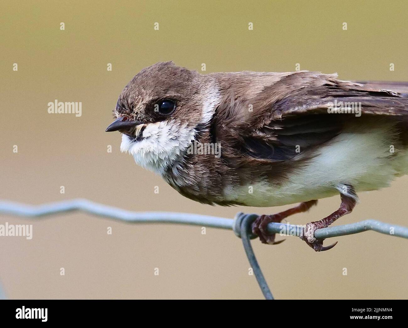 Dranske Auf Rügen, Deutschland. 13.. Juli 2022. 13.07.2022, Dranske. Ein Sand-martin (Riparia riparia) sitzt auf einem Zaun im Norden von Rügen bei Dranske. Die Schwalben brüten und brüten hier an der Steilküste der Ostsee, um Insekten zu jagen, die sie auf nahe gelegene Naturwiesen fliegen. Quelle: Wolfram Steinberg/dpa Quelle: Wolfram Steinberg/dpa/Alamy Live News Stockfoto