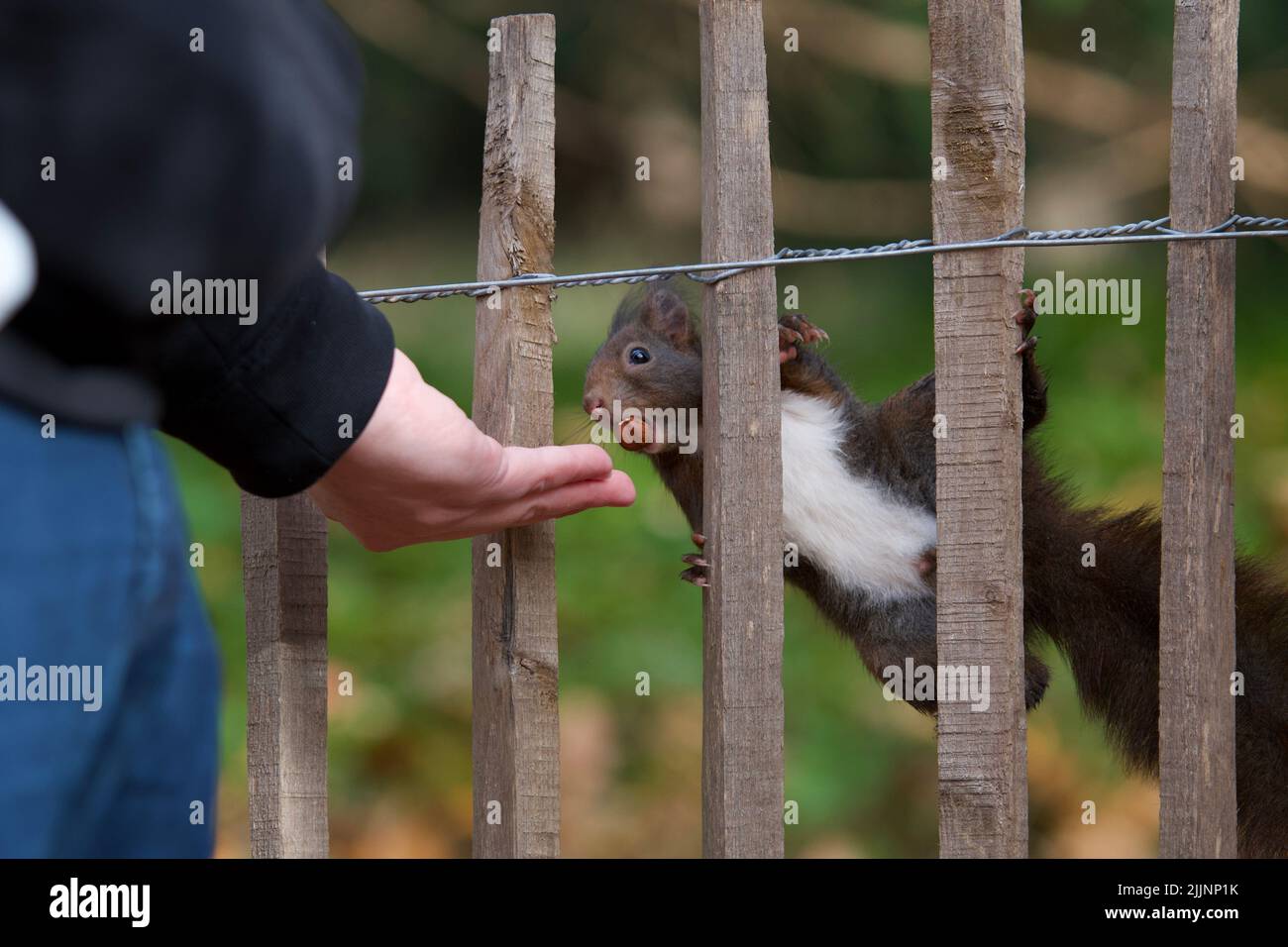 Eine Nahaufnahme eines Eichhörnchens, das sich von der Hand mit den Nüssen ernährt Stockfoto