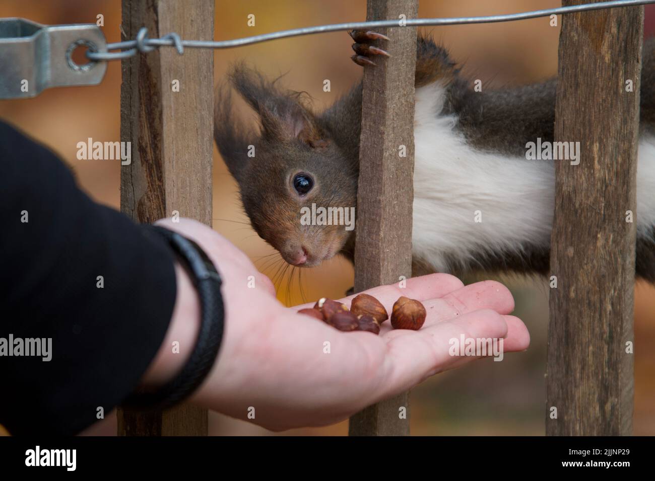 Eine Nahaufnahme eines Eichhörnchens, das auf die Hand einer Person schaut, die sie mit Nüssen behandelt Stockfoto
