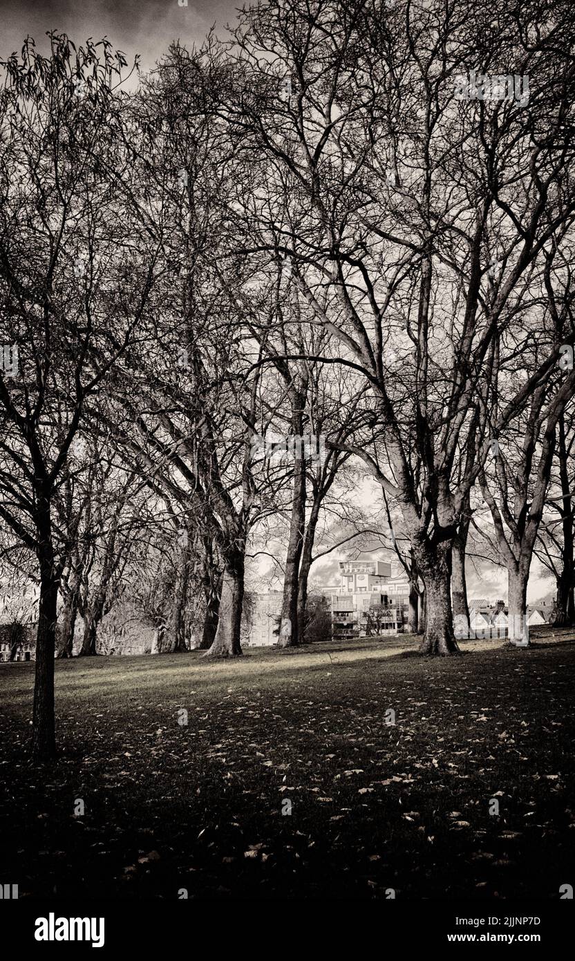 Eine vertikale Aufnahme von Bäumen im Peckham Rye Park, London Stockfoto
