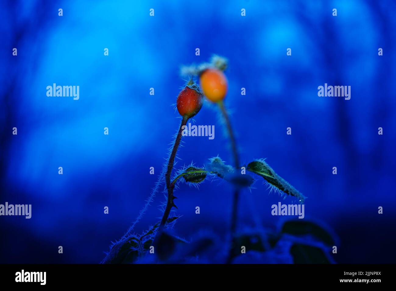 Eine flache Aufnahme der Knospen von Rosa Canina (Hunderose) im Garten mit unscharfem blauen Hintergrund Stockfoto