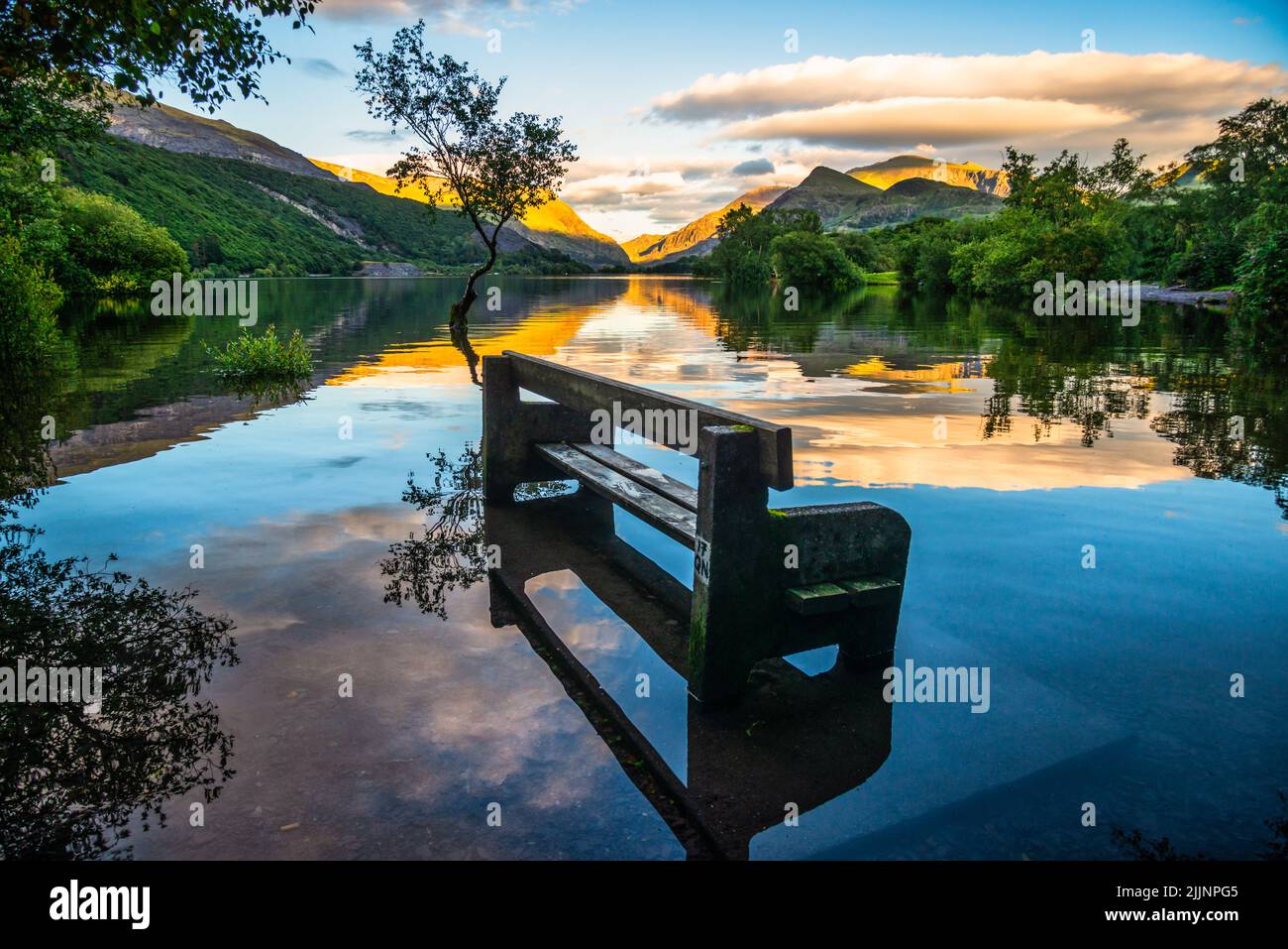 Baum und Bank im überfluteten Gletschersee, Llyn Padam, Snowdonia National Park, Gwynedd, Wales, VEREINIGTES KÖNIGREICH Stockfoto