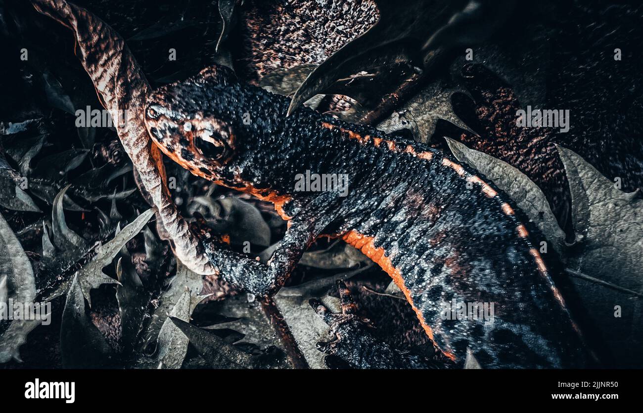 Eine Nahaufnahme des Molchens, das auf dem Boden kriecht Stockfoto