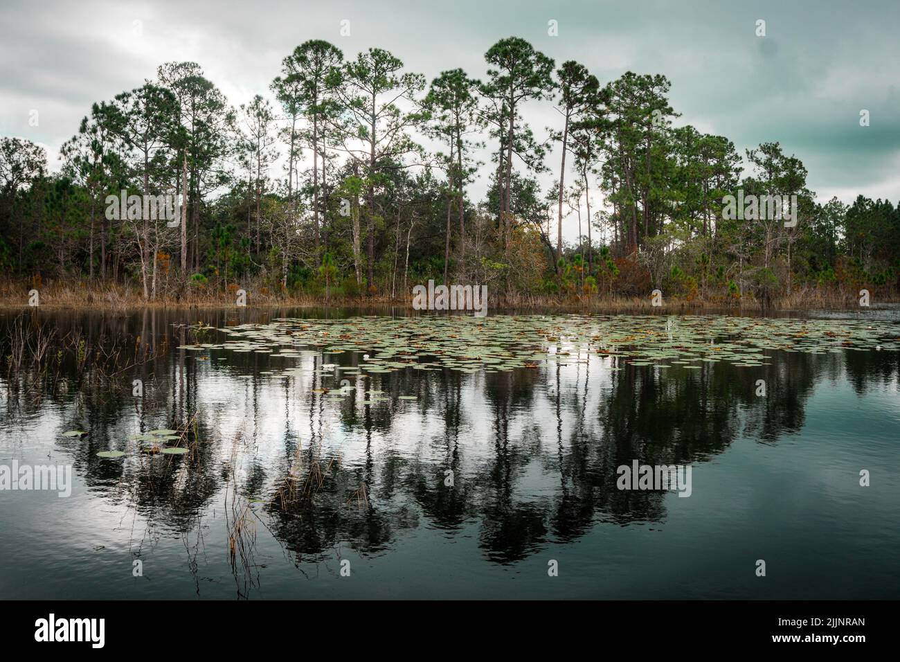 Die Spiegelungen von Bäumen in einem See in Orlando, Florida Stockfoto