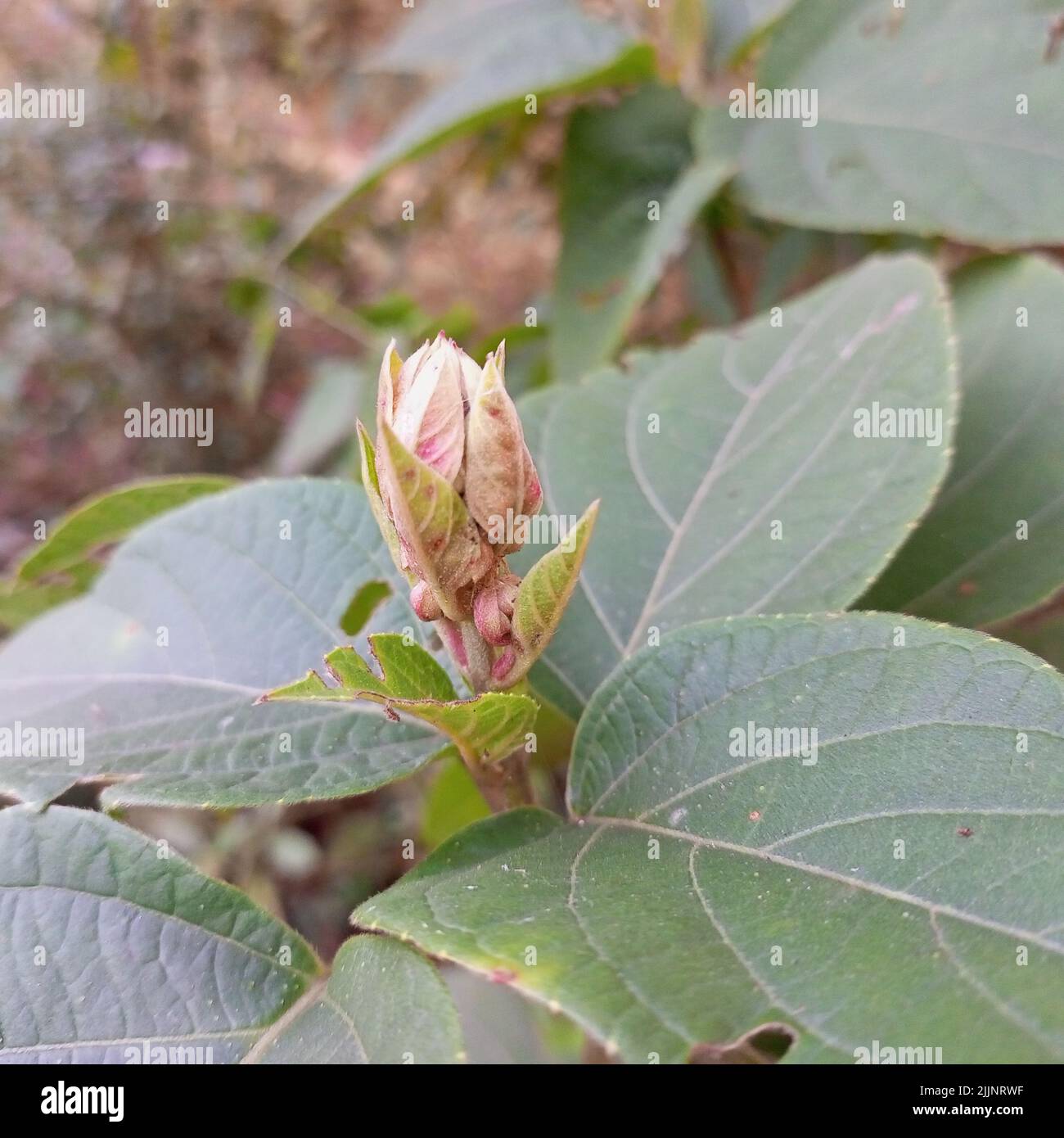 Eine Nahaufnahme einer in der Natur wachsenden Rhododendronblüte Stockfoto