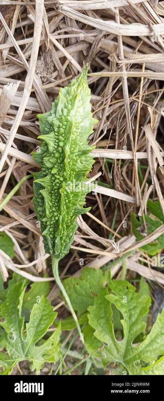Eine vertikale Nahaufnahme von Bittermelone bei Tageslicht Stockfoto