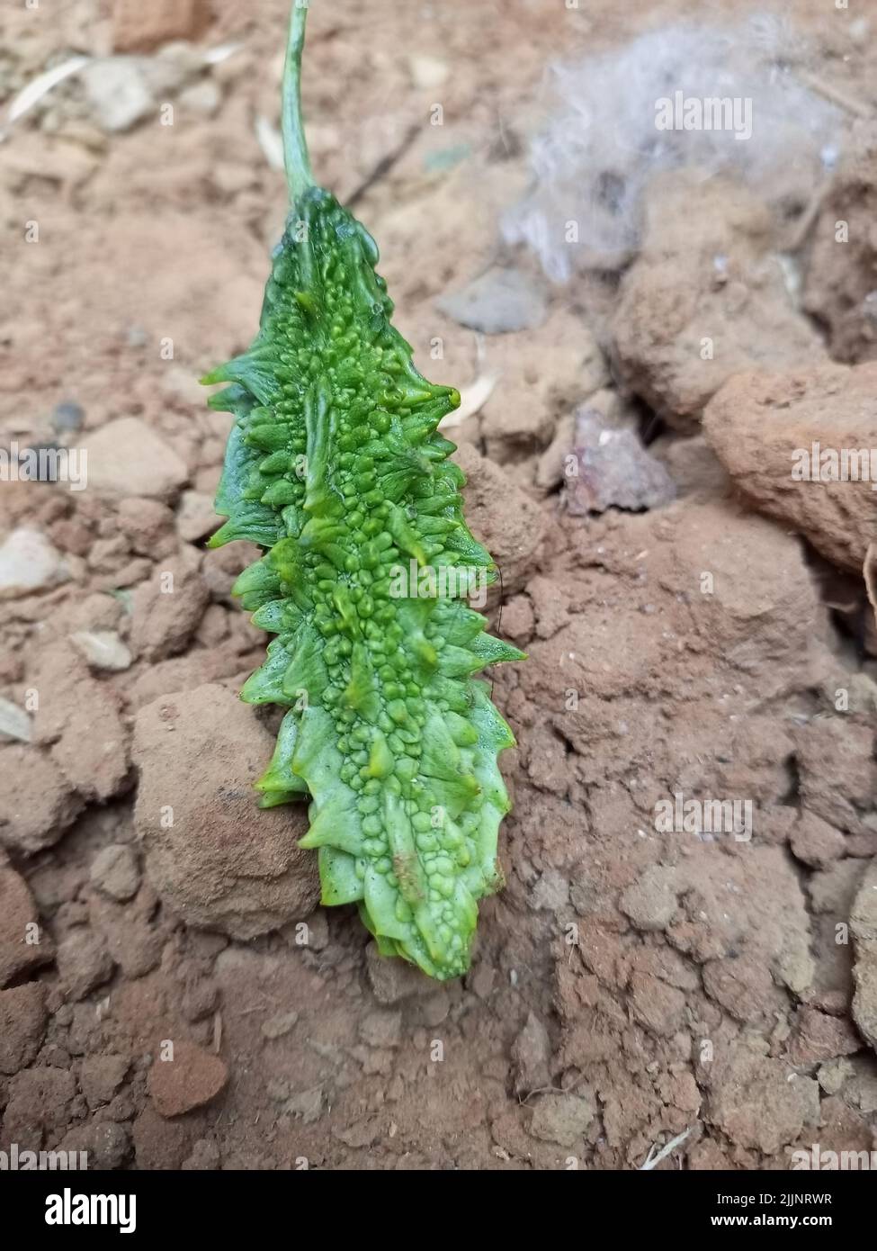 Eine vertikale Nahaufnahme von Bittermelone bei Tageslicht Stockfoto