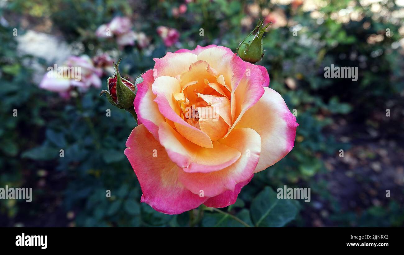 Rosen verschiedener Sorten und Arten aus der Nähe Stockfoto