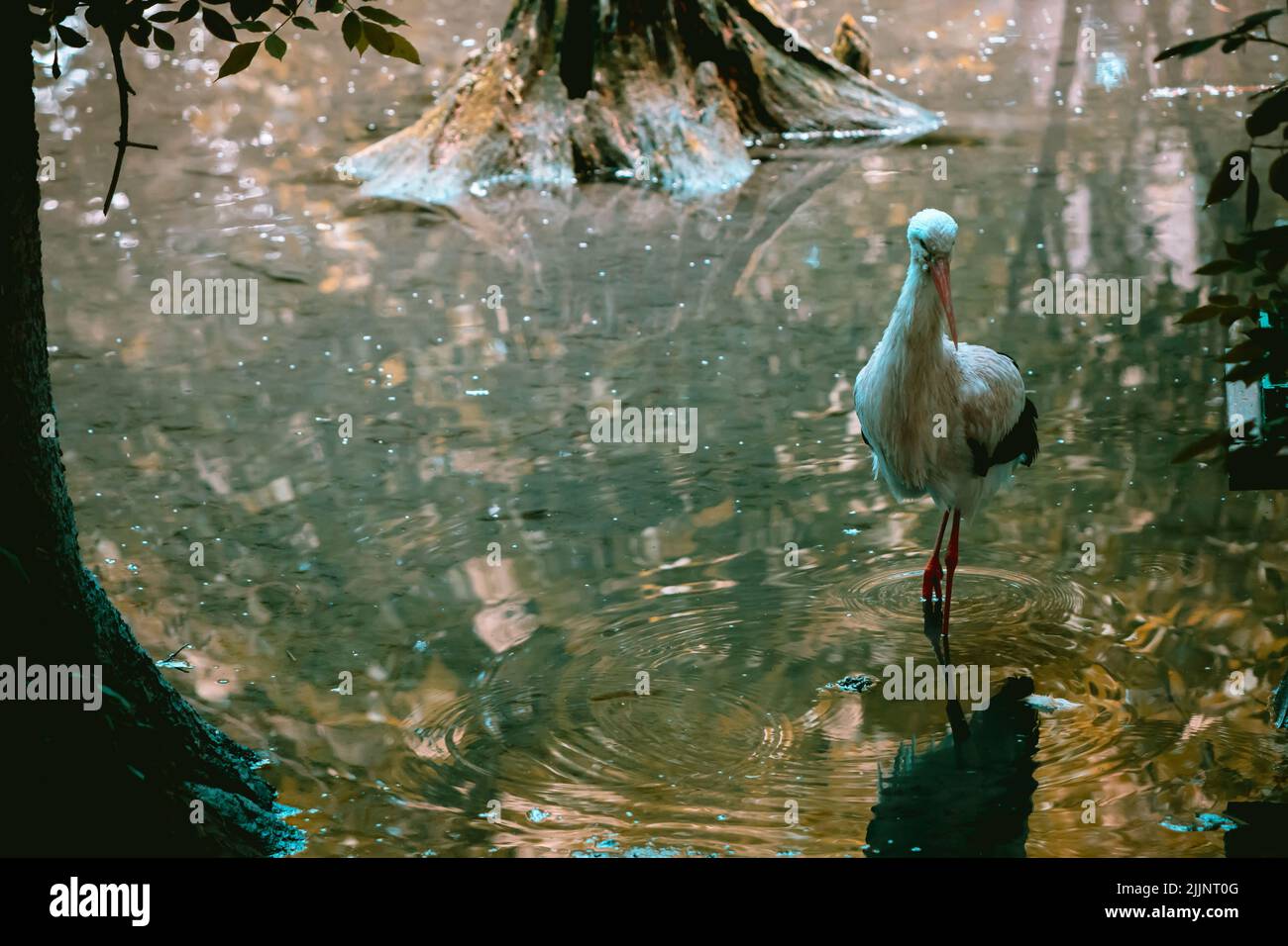 Ein Weißstorch (Ciconia ciconia), der auf einem Fuß im Teich steht Stockfoto