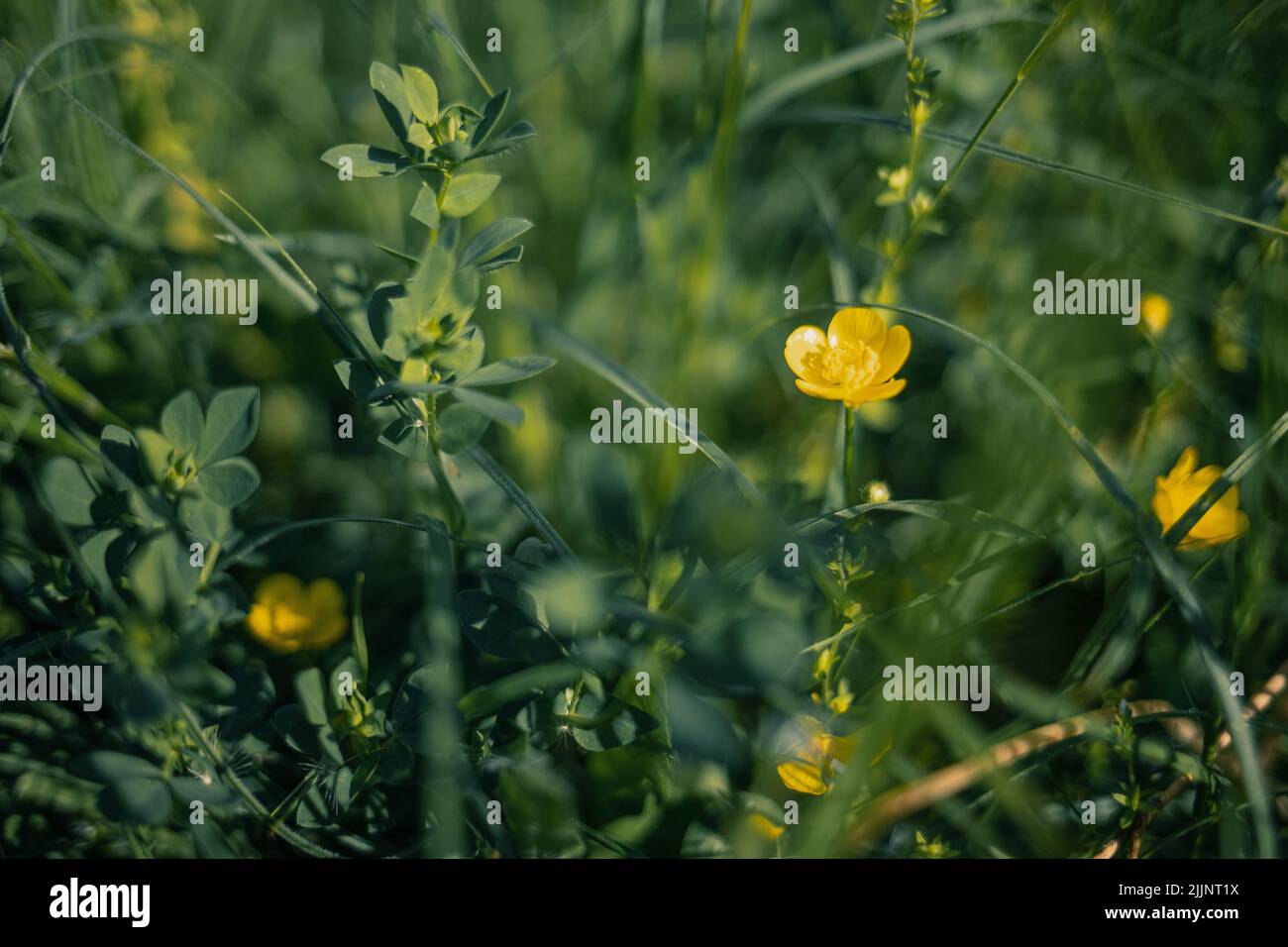 Eine Nahaufnahme von gelben Blüten auf einem Feld an einem sonnigen Tag Stockfoto