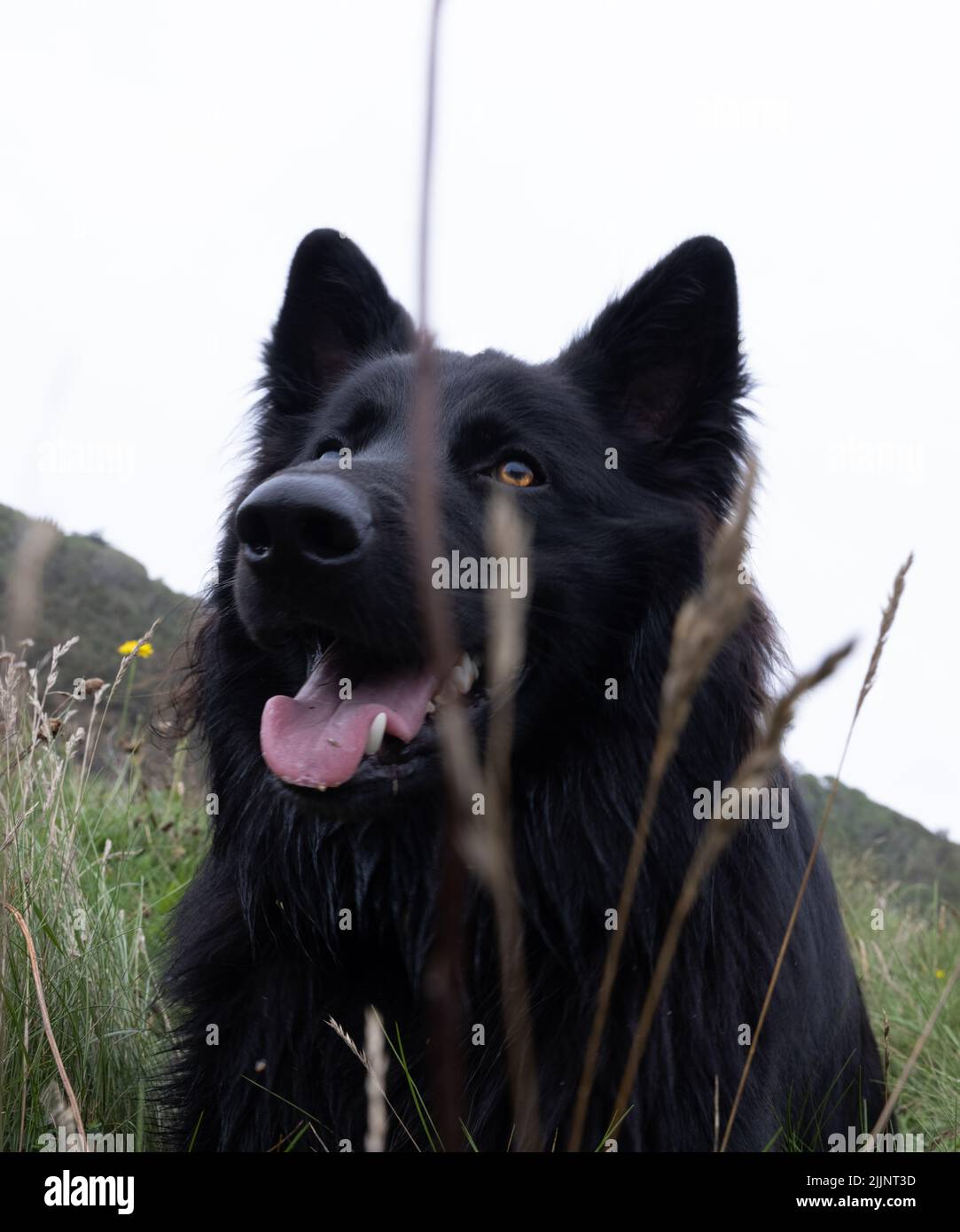 Eine vertikale Nahaufnahme des schwarzen Schäferhundes, der nach oben schaut. Stockfoto