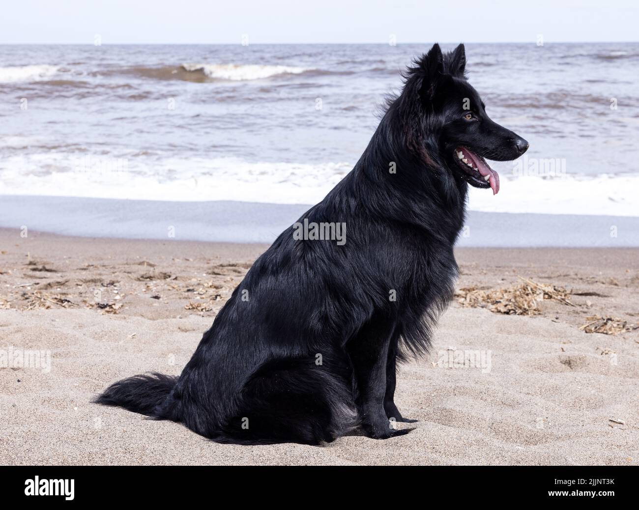 Eine Nahaufnahme des schwarzen Schäferhundes am Strand, der auf dem Sand gegen das Meer sitzt. Stockfoto