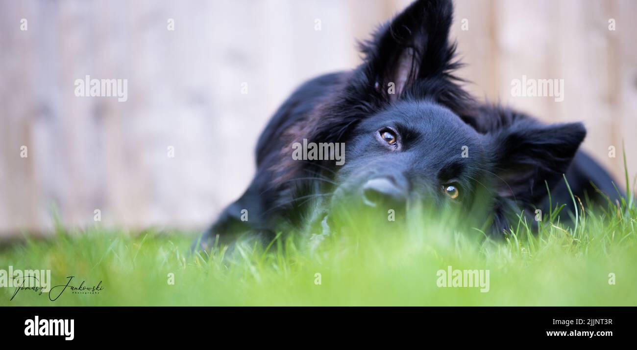 Eine Nahaufnahme des niedlichen schwarzen Schäferhundes, der auf dem grünen Rasen liegt und die Kamera anschaut. Stockfoto