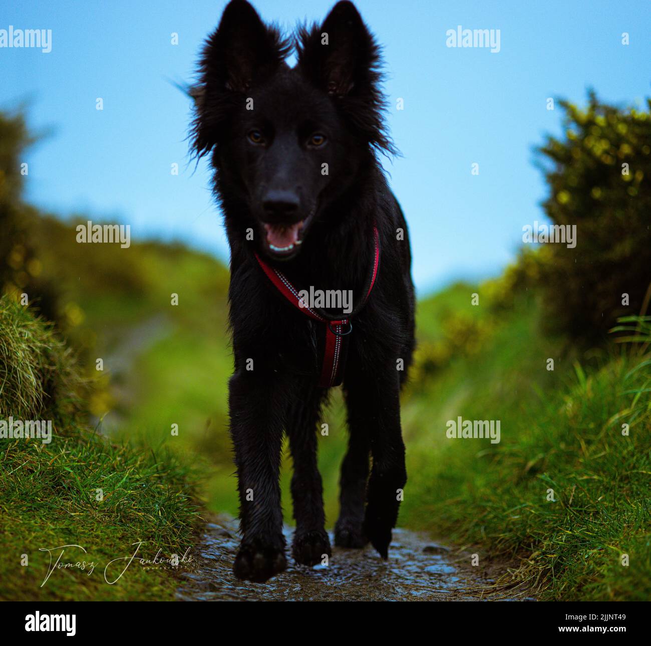 Eine Nahaufnahme des schwarzen Schäferhundes im Park, umgeben von grüner Vegetation. Stockfoto