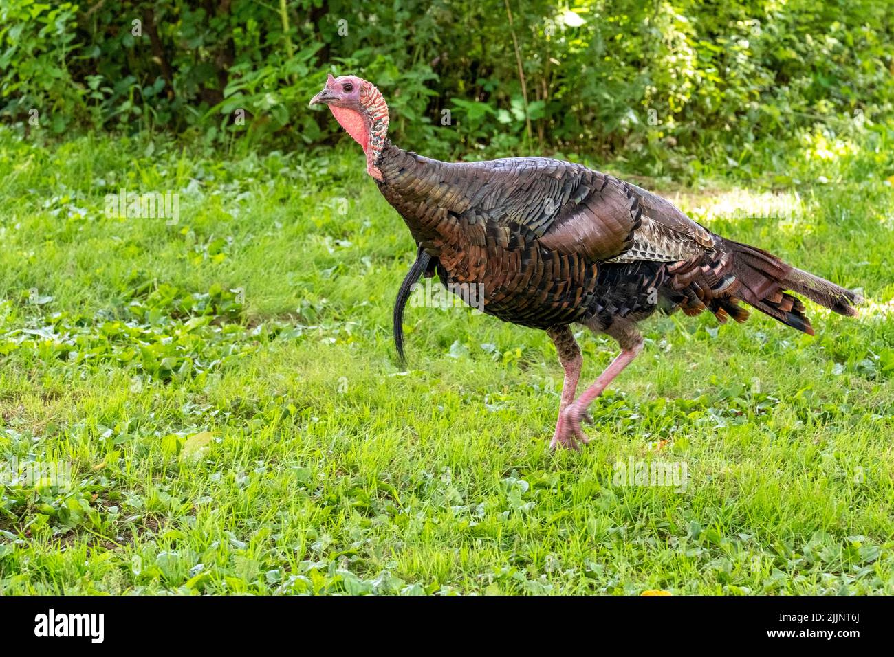 Wilde türkei in Massachusetts Stockfoto