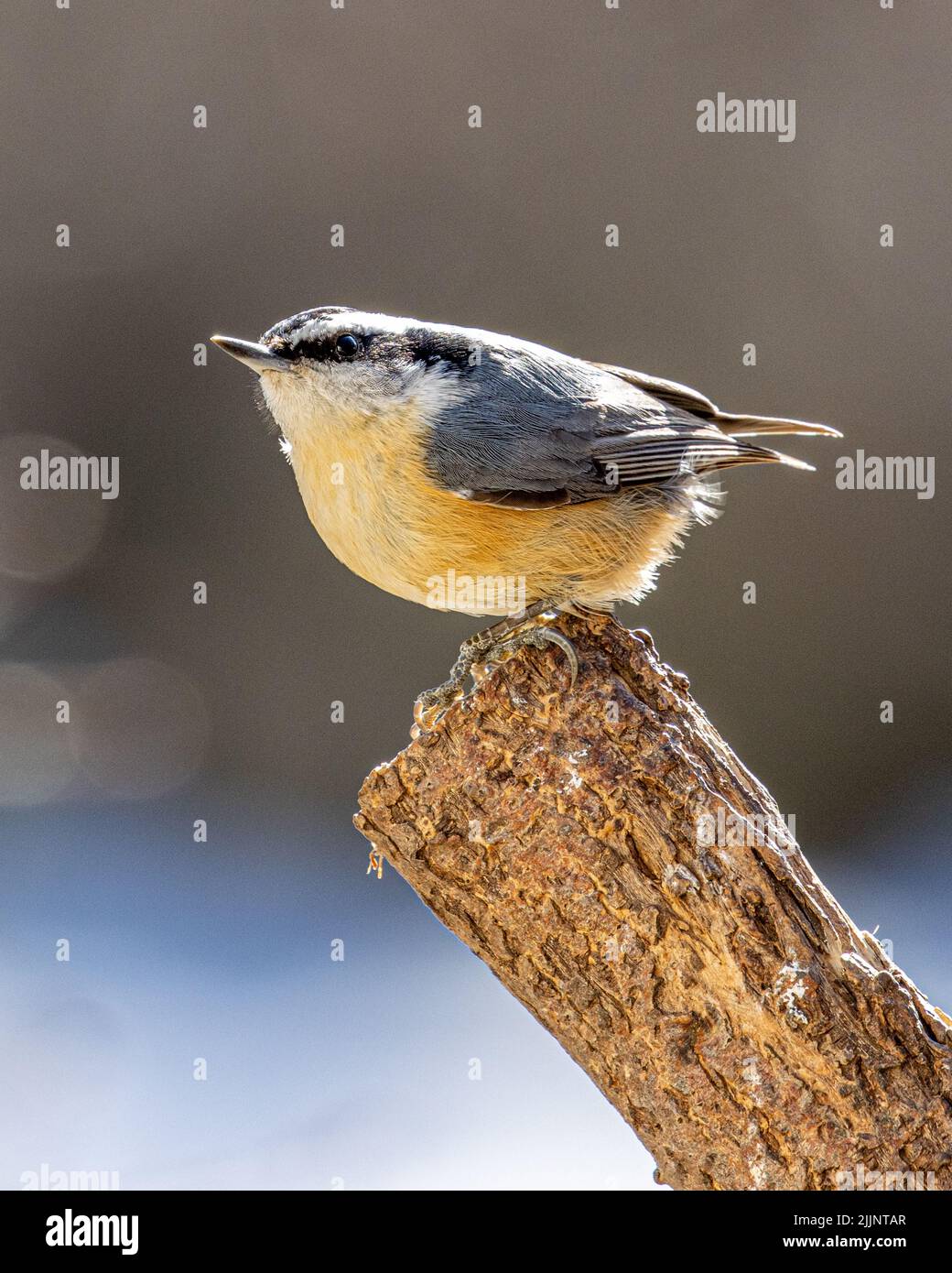 Ein rotreihiger Nuthatch Stockfoto