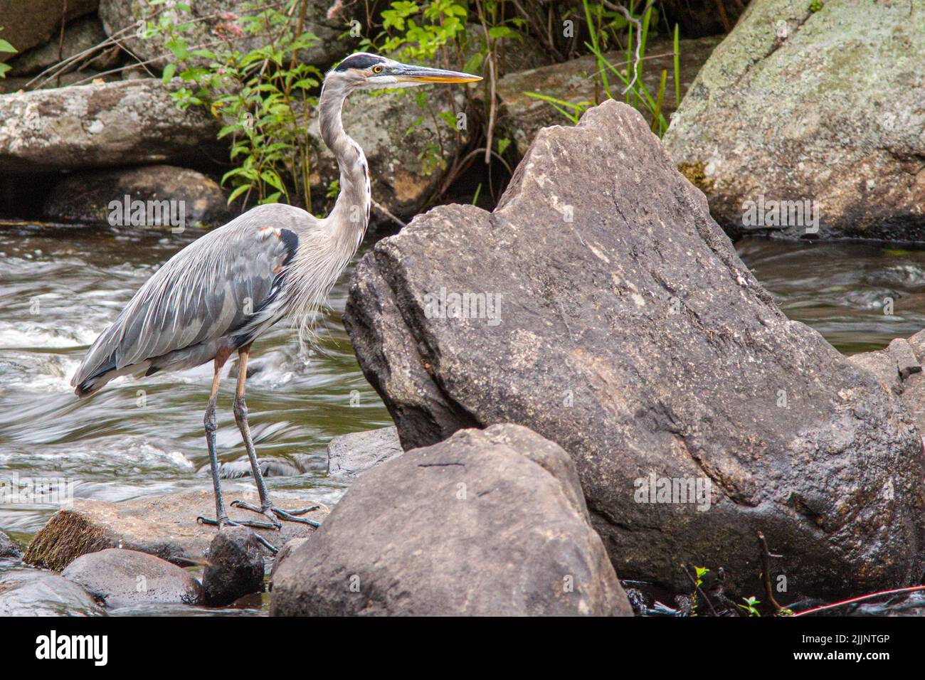 Ein großartiger Blaureiher am Connors Pond in Petersham, Massachusetts Stockfoto