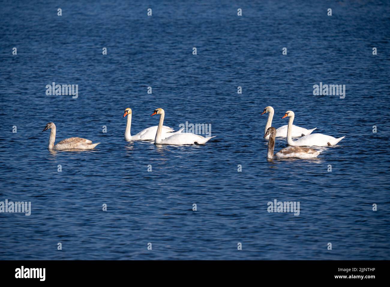 Eine schöne Aussicht auf anmutige Schwäne, die im See schweben Stockfoto