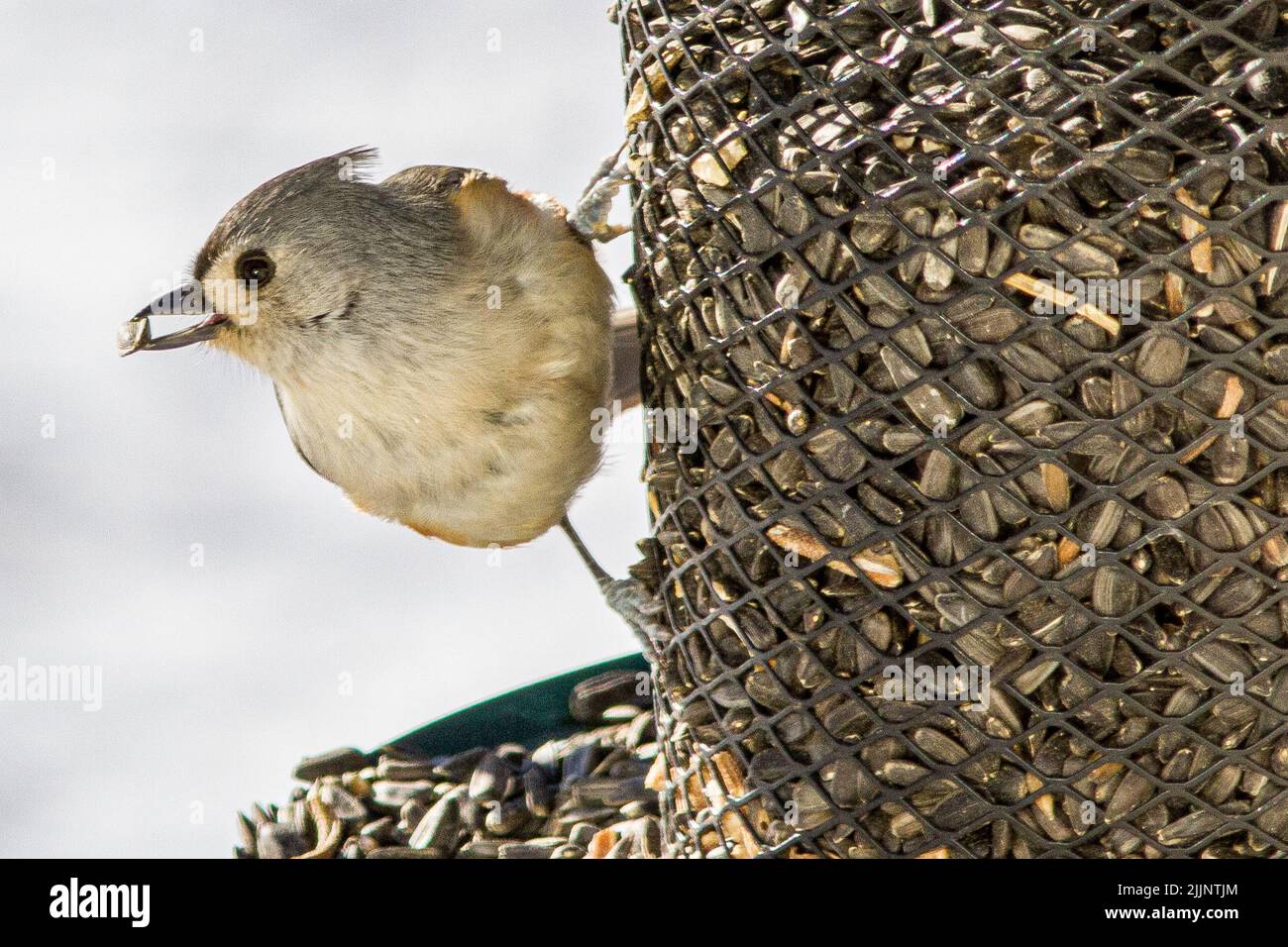 Getuftete Titmaus an einem Vogelfutterhäuschen Stockfoto