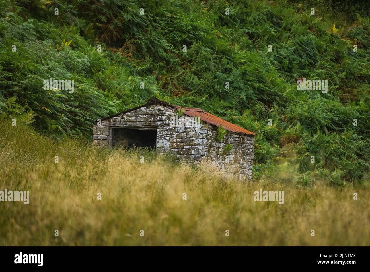 Ein verlassene Steingebäude, isoliert auf dem Feld mit dichten grünen Pflanzen Stockfoto