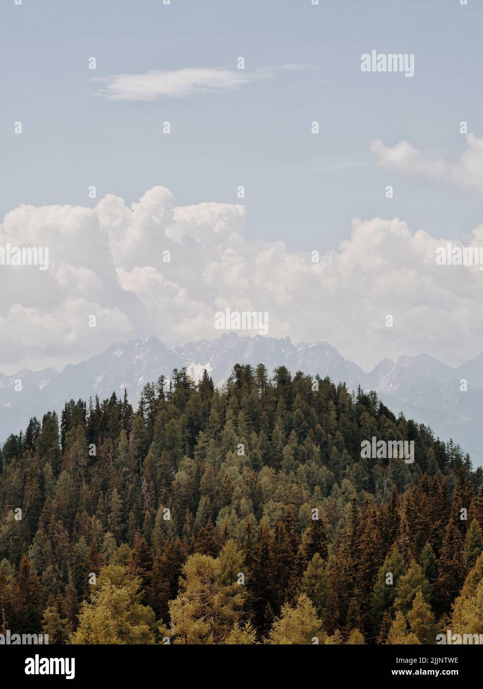 Ein Wald auf einem Hügel in der Nähe des Mount Mohar Stockfoto