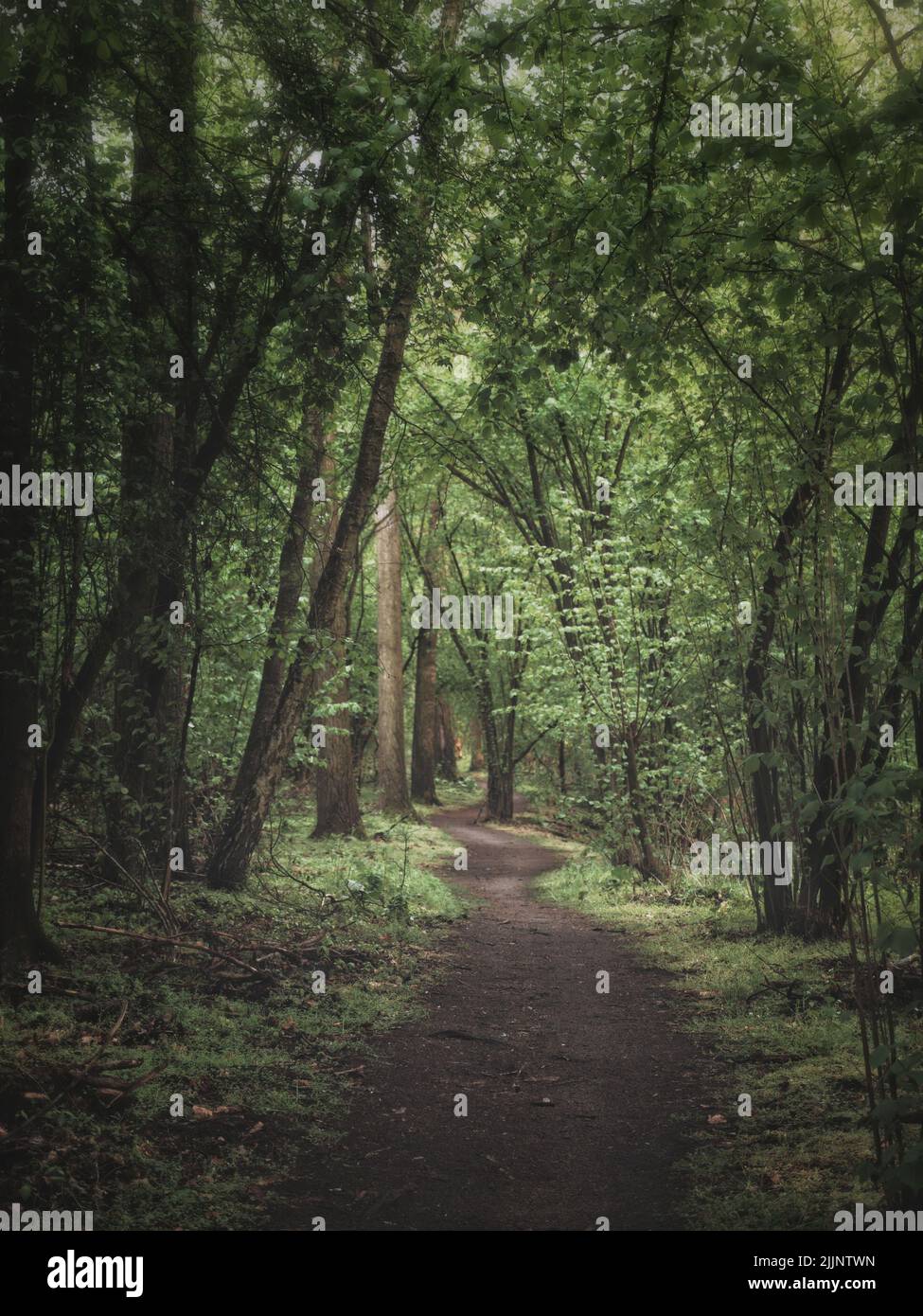 Waldweg durch Annatal in Strausberg Stockfoto