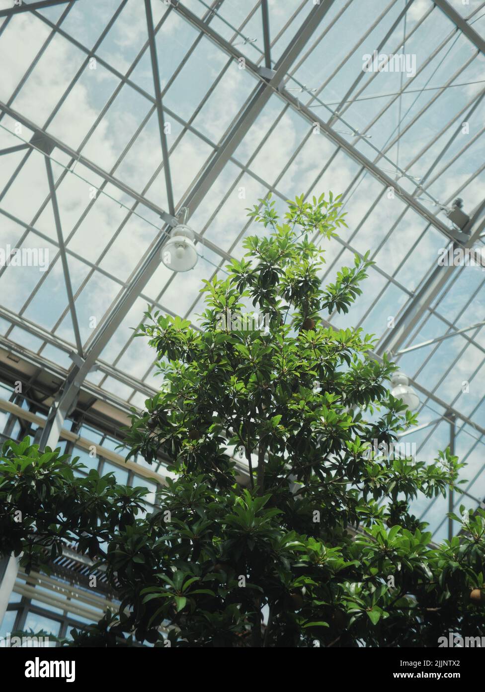 Ein Buam im Gewächhaus des botanischen Gartens im Volkspark Pankow