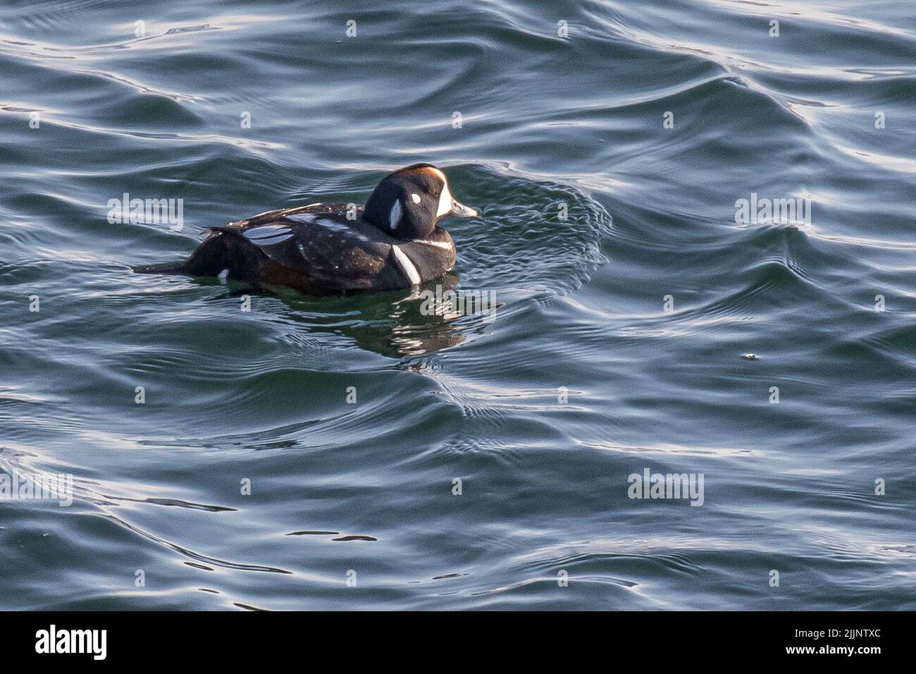 Eine Harlekin-Ente direkt vor der Nordküste von Massachusetts Stockfoto