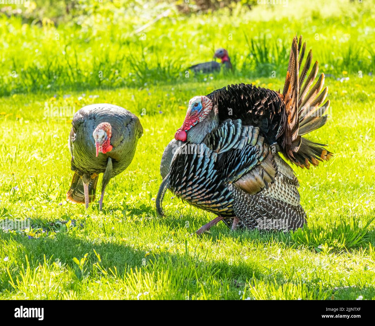 Tom Turkey wird angezeigt Stockfoto