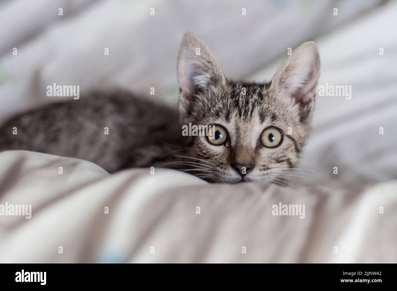 Überraschte Großäugige, die die Kamera betraten Stockfoto