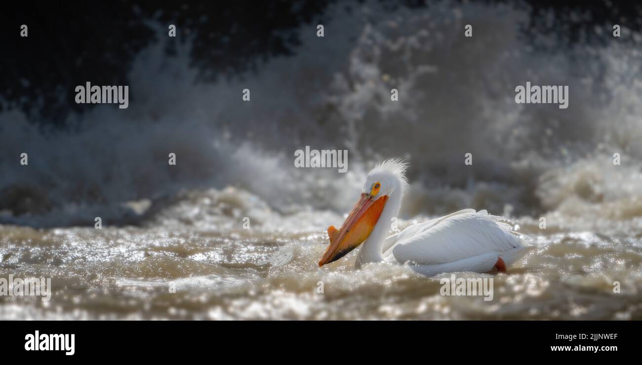Nahaufnahme eines Pelikans, der in der Nähe eines Staudamms durch die rauen Gewässer navigiert und nach Fischen sucht Stockfoto
