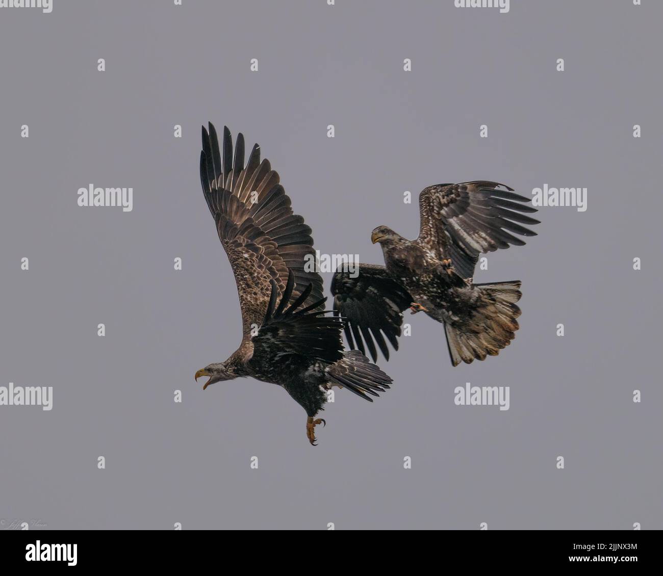 Die Weißkopfseeadler (haliaeetus leucocephalus) in Norwich, Connecticut Stockfoto