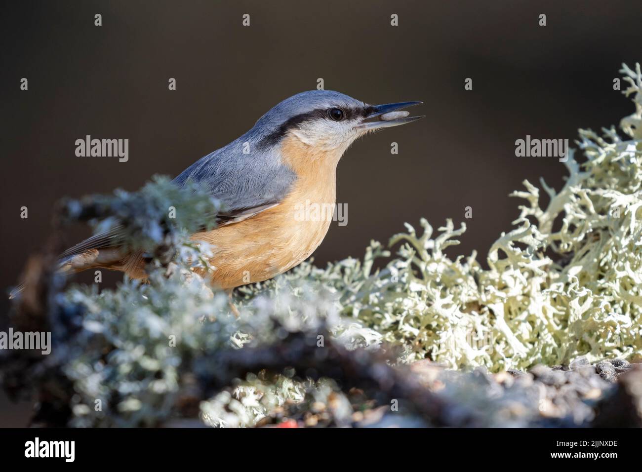 Eurasischer Nacktnatch (Sitta europaea), der an einem Gartentrog auf einem dunklen unfokussierten Hintergrund ernährt. Spanien Stockfoto