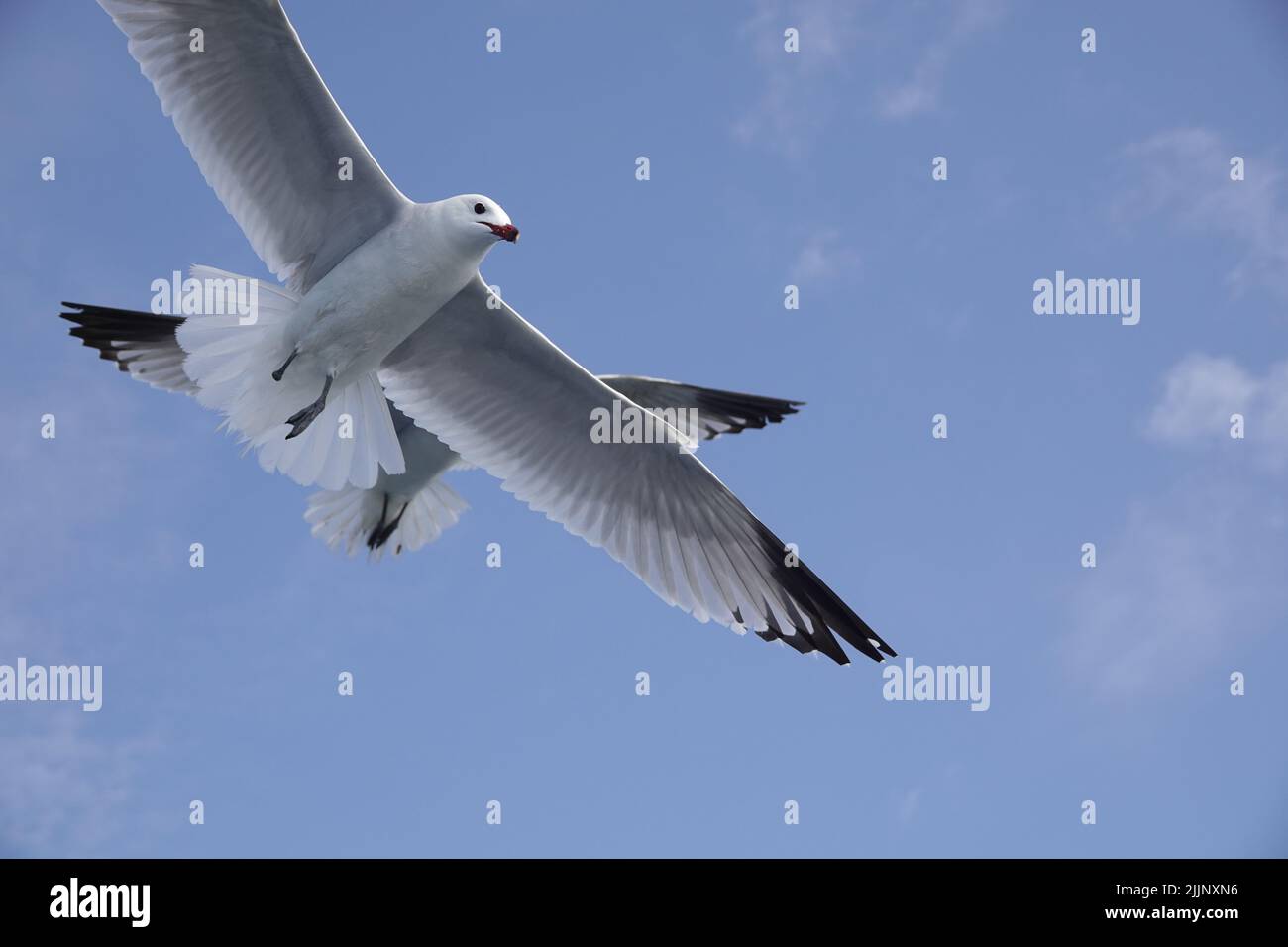 Eine Nahaufnahme von Möwen aus dem Mittelmeer, die unter einem blauen Himmel fliegen Stockfoto