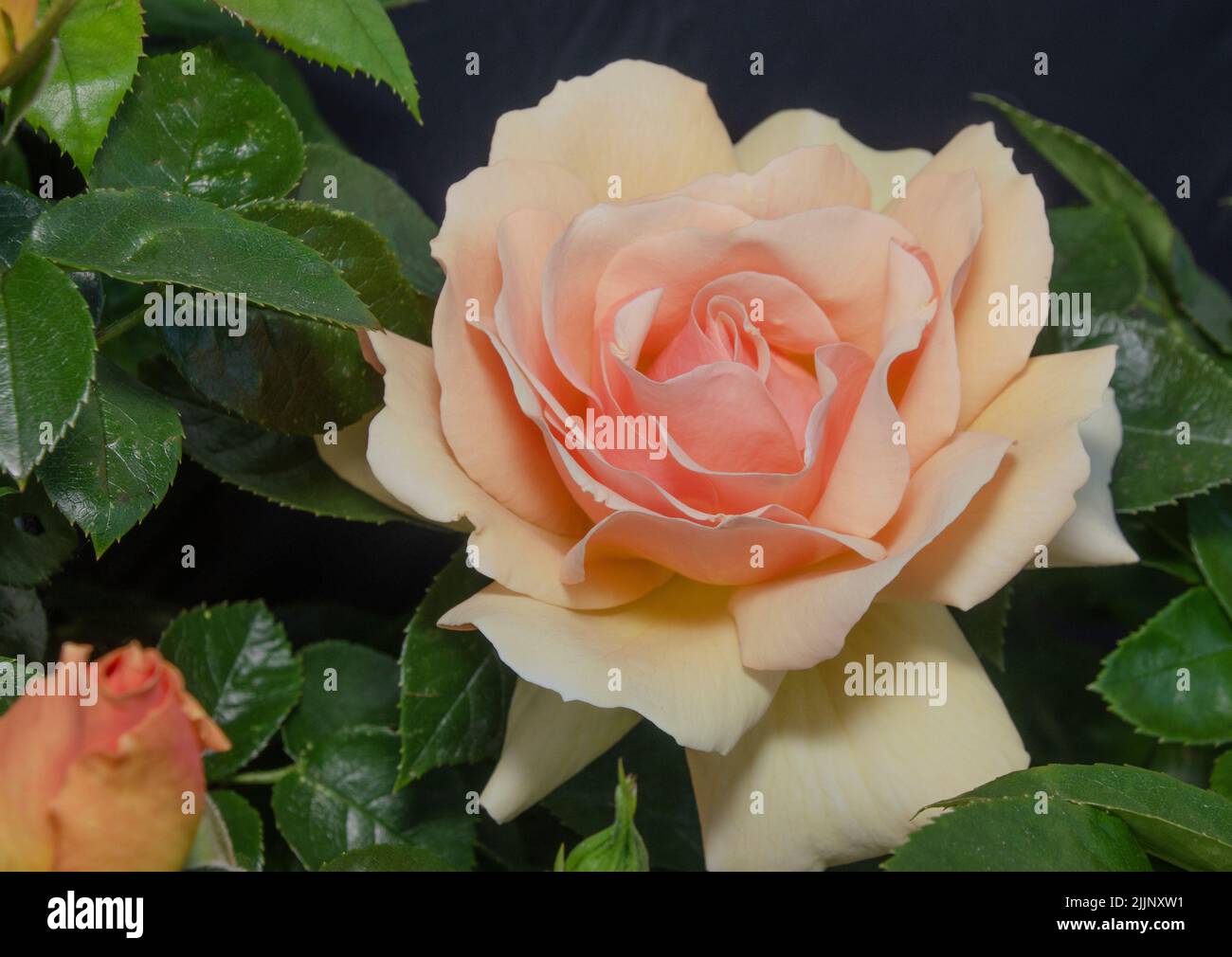 Eine Auswahl einer eleganten Rosenblume in einem Garten Stockfoto