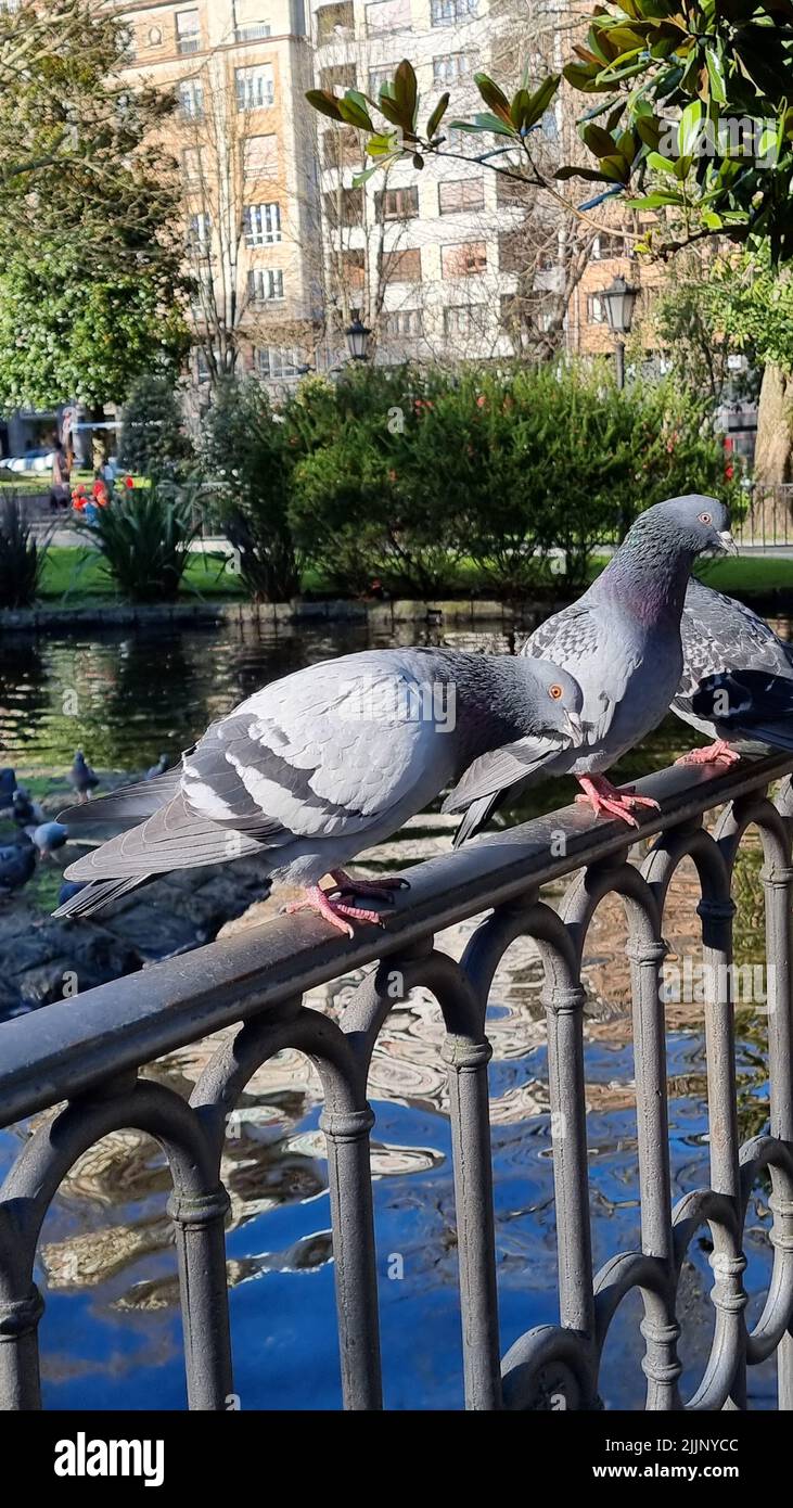 Eine vertikale Nahaufnahme der Tauben auf dem Geländer im Park. Stockfoto