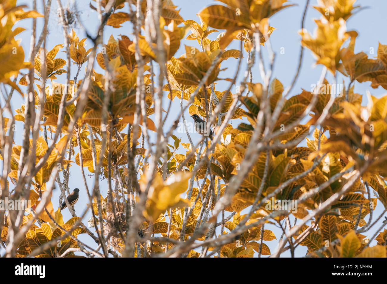 Die hinterleuchteten Herbstbuche gelbe Blätter Stockfoto