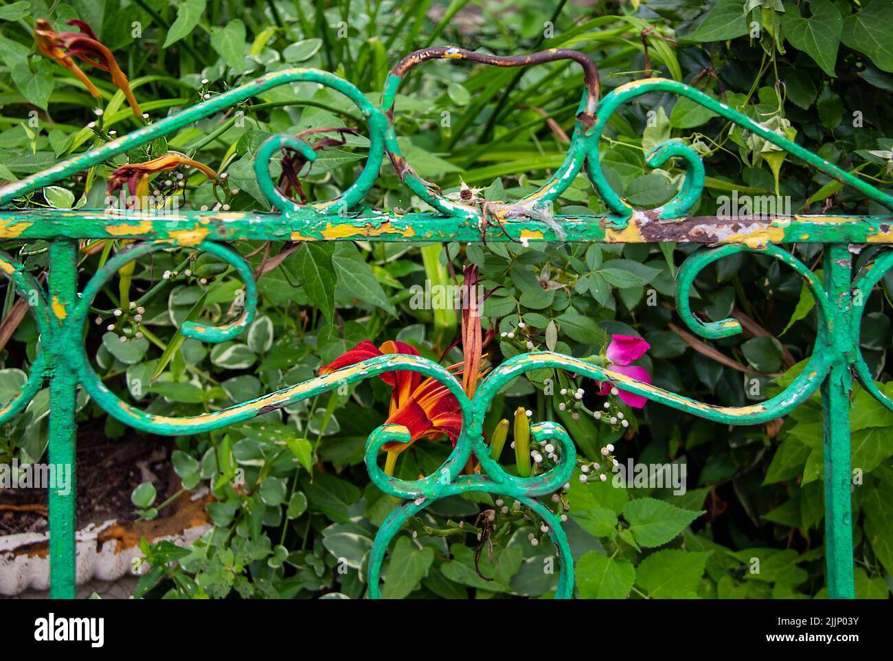 Alte abblätternde Metalldecke wurde als Spalier für schöne Blumen aufgestanzt - Nahaufnahme und selektiver Fokus Stockfoto