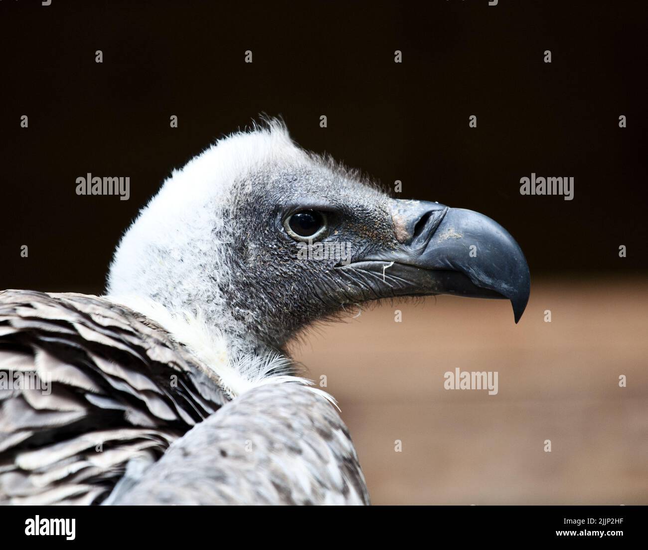 Eine Nahaufnahme eines Geiers auf einem unscharfen Hintergrund Stockfoto