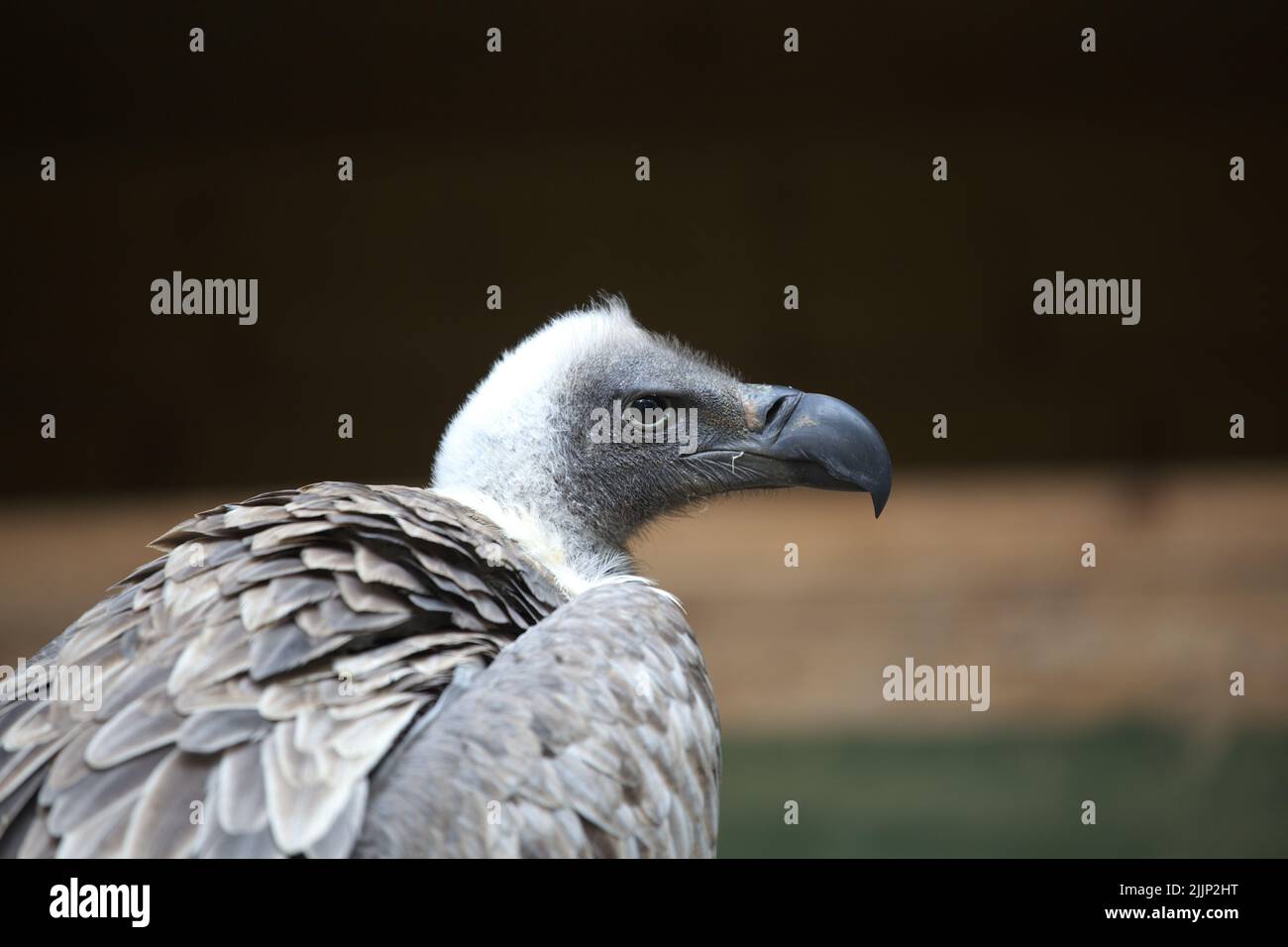 Eine Nahaufnahme eines Geiers auf einem unscharfen Hintergrund Stockfoto