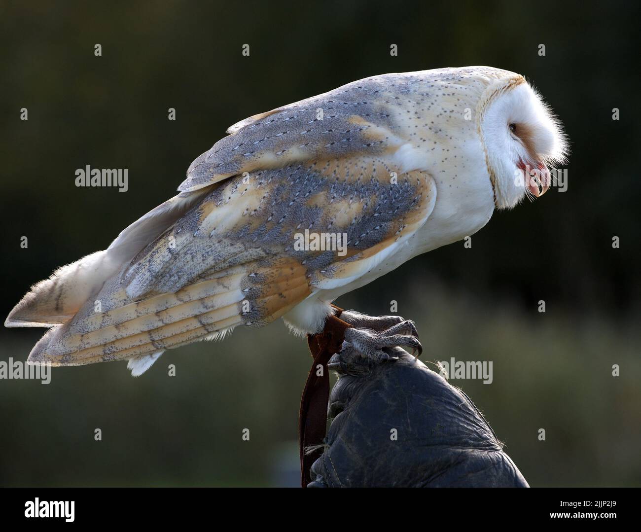 Eine Nahaufnahme einer Eule auf einem unscharfen Hintergrund Stockfoto