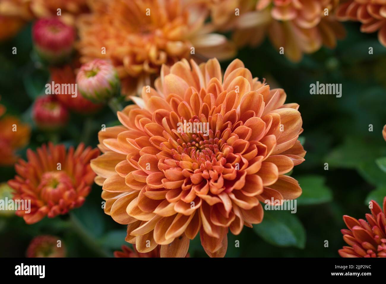 Eine orangefarbene Chrysantheme, die im Herbst blüht. Stockfoto