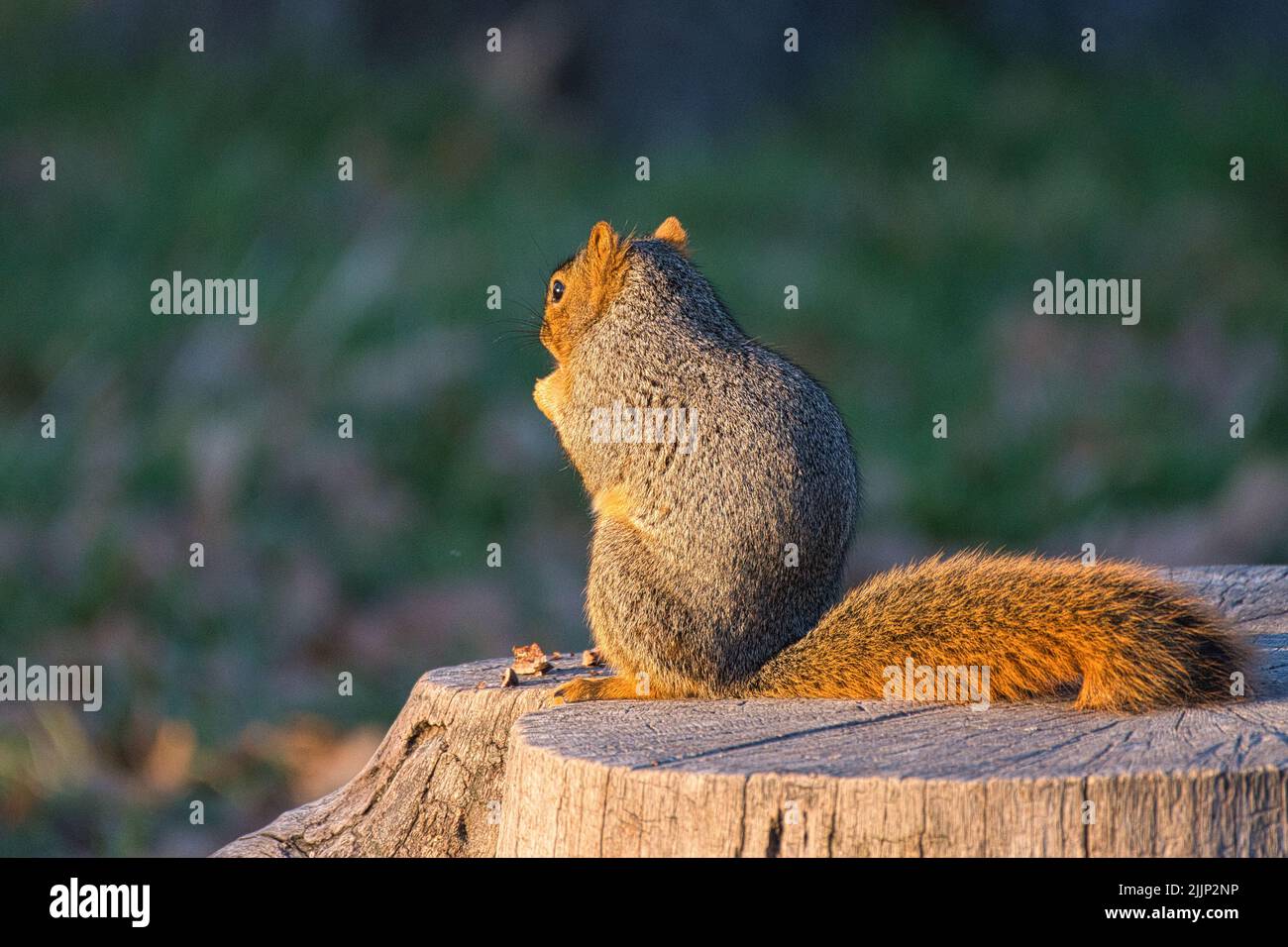 Ein Fuchshörnchen, das auf einem Pekan käut. Stockfoto