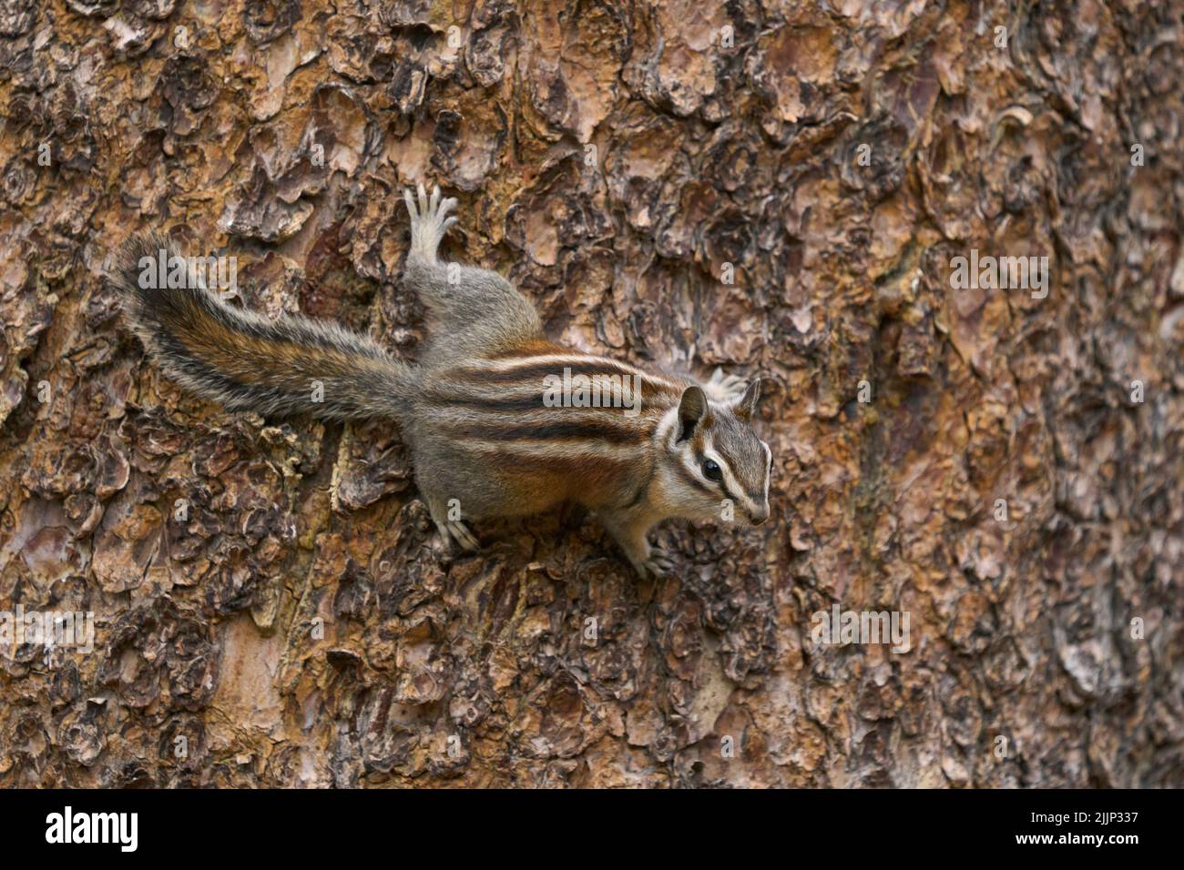 Uinta Chipmunk (Neotamias umbrinus), Mono County California USA Stockfoto