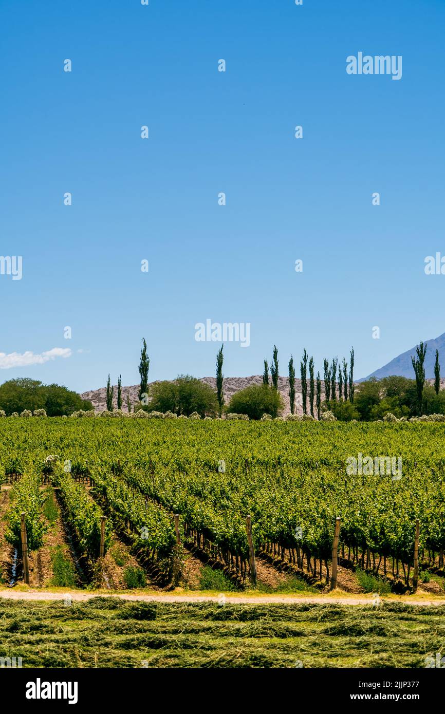 Ein Panoramablick auf die Weinberge der Toskana Stockfoto