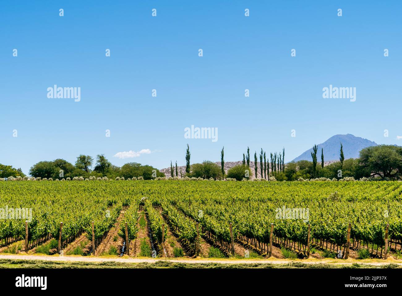 Ein Panoramablick auf die Weinberge der Toskana Stockfoto