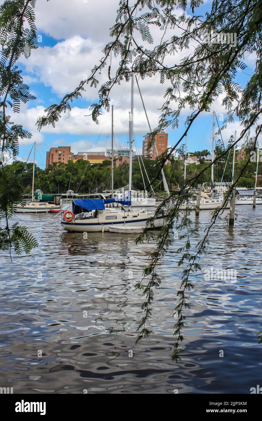 Segelboote in einem Yachthafen am Brisbane River in Australien mit Gebäuden im Hintergrund und eingerahmt von Baumrillen, die vor dem Boot hängen Stockfoto