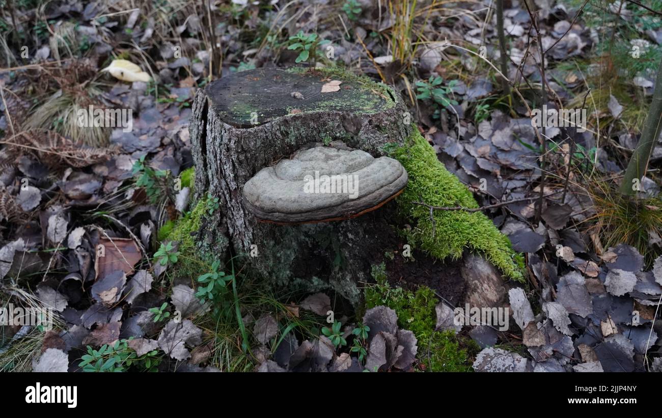 Eine Nahaufnahme eines Hufpilzes auf einem kleinen Stumpf in einem Wald Stockfoto